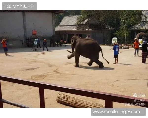 大象足球赛盛况空前动物界的精彩对决与友谊的传递